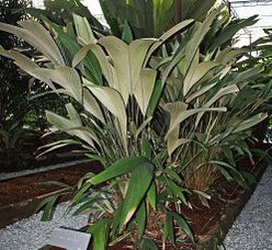 Salacca flabellata specimen.jpg
