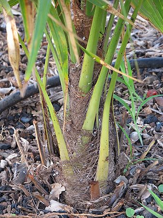 Hemithrinax compacta Palmpedia Palm Grower's Guide