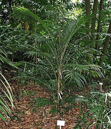 Rhopaloblaste singaporensis - Palmpedia - Palm Grower's Guide