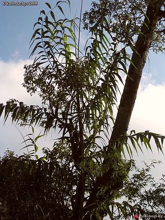 himalayana Palmpedia Palm Grower's Guide