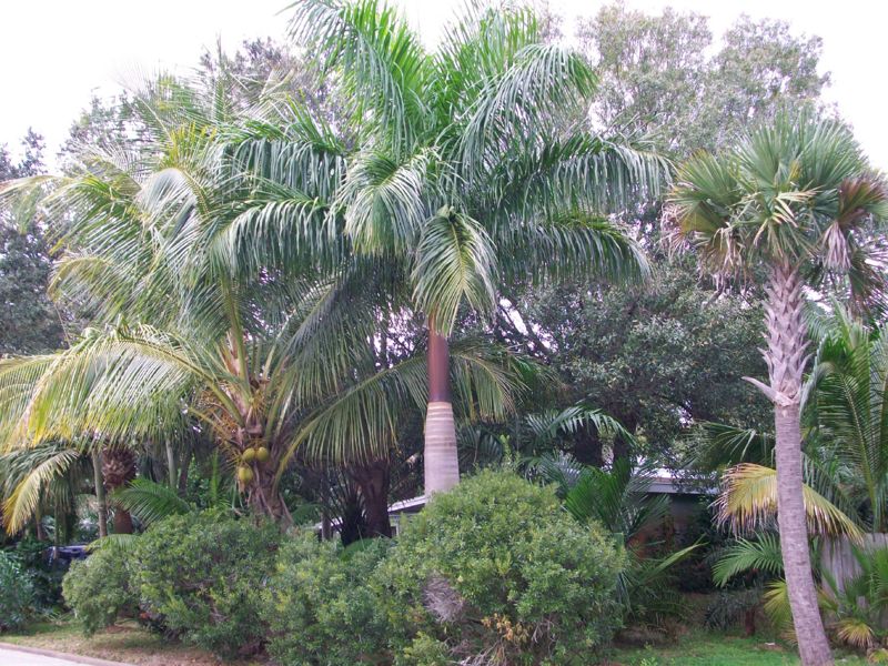 File:Roystonea elata100 0044.jpg