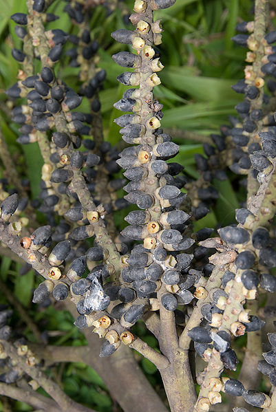 File:73c6d064-9b07-4f84-8dc0-e0c2501e7877.jpg