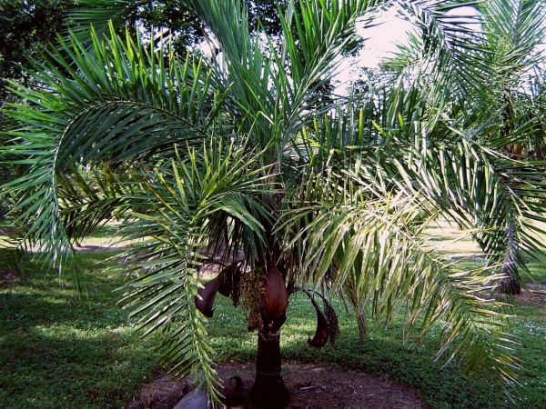 Syagrus kellyana - Palmpedia - Palm Grower's Guide