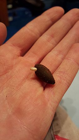 Butia matogrossensis Palmpedia Palm Grower's Guide