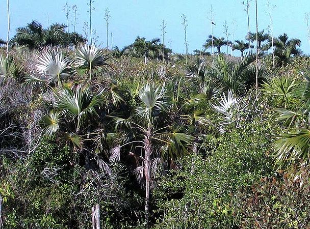 Coccothrinax readii Palmpedia Palm Grower's Guide