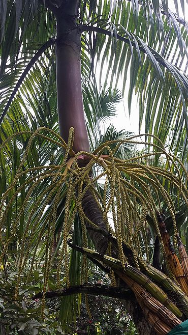 Cyrtostachys sp. 'Fort Lauderdale' - Palmpedia - Palm Grower's Guide
