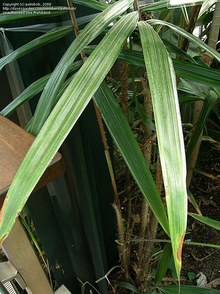 File:306acf.jpg