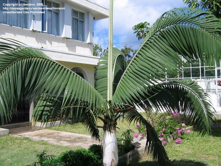 Dictyosperma album var. conjugatum - Palmpedia - Palm Grower’s Guide