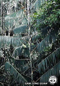 Calamus-erinaceus---Frond.jpg