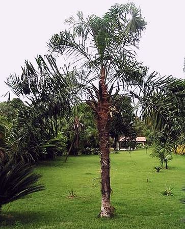 Syagrus macrocarpa - Palmpedia - Palm Grower's Guide