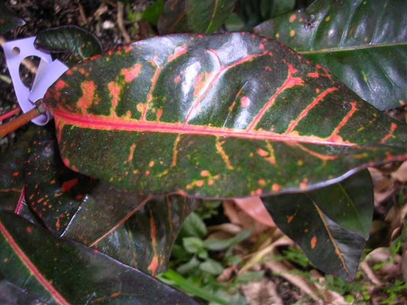 YULETIDE Palmpedia Palm Grower's Guide