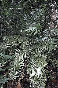 Rhopaloblaste singaporensis - Palmpedia - Palm Grower's Guide