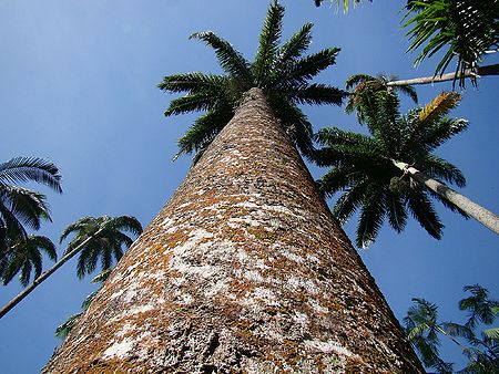 Roystonea regia — Wikipédia