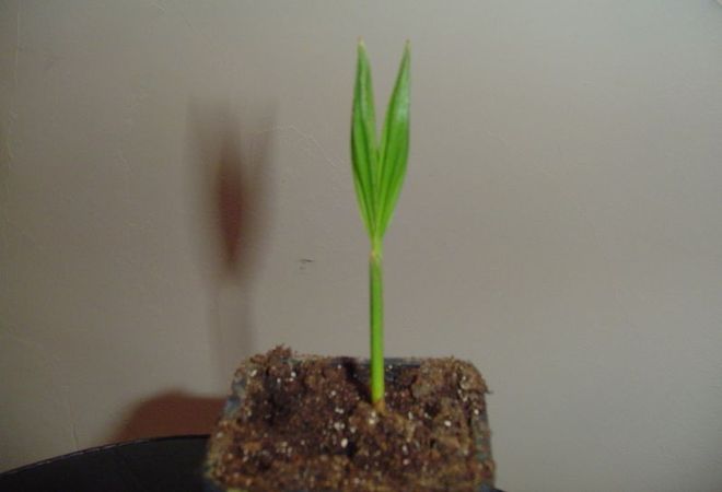 Archontophoenix cunninghamiana - Palmpedia - Palm Grower's Guide
