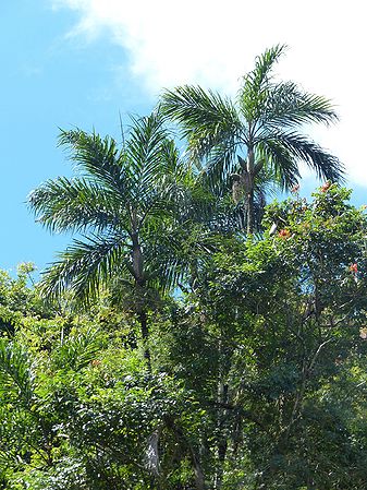 Oncosperma fasciculatum Palmpedia Palm Grower's Guide