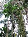 Thumbnail for version as of 00:48, 29 May 2015