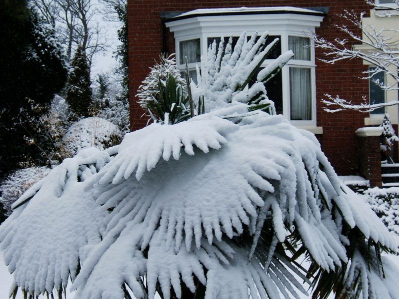 File:Chusan Palm in snow.jpg