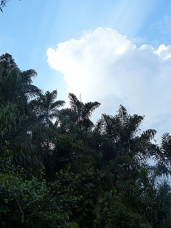 Oncosperma fasciculatum Palmpedia Palm Grower's Guide