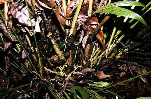 TÌNH YÊU CÂY CỎ ĐV 10  - Page 85 500px-Aj2785327