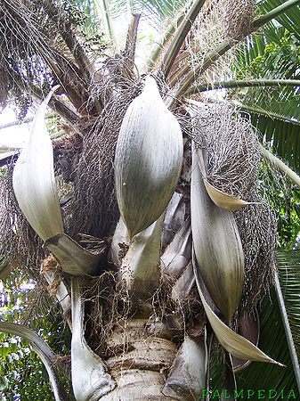 Butia x Syagrus - Palmpedia - Palm Grower's Guide