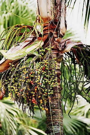 Rhopaloblaste ceramica - Palmpedia - Palm Grower's Guide