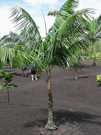 Rhopaloblaste singaporensis - Palmpedia - Palm Grower's Guide