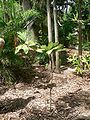 Thumbnail for version as of 11:18, 3 March 2013