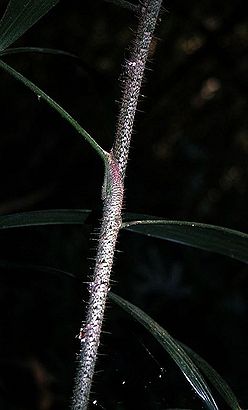 Ck2787715.jpg