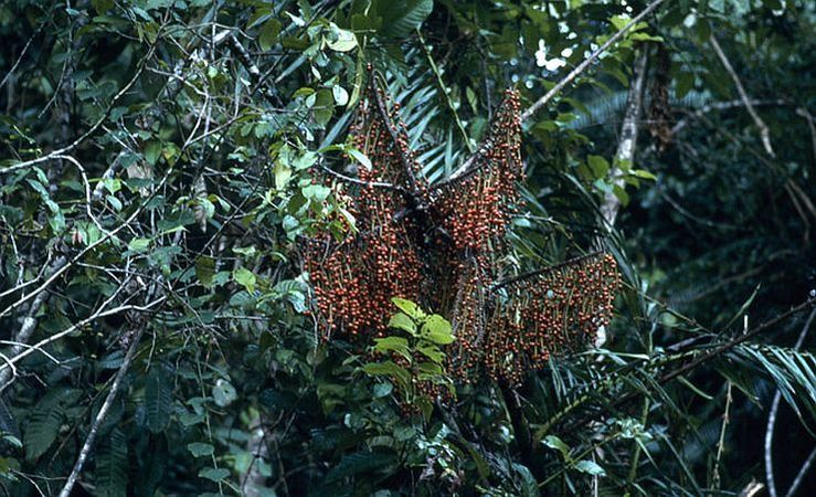 Laccosperma acutiflorum Palmpedia Palm Grower's Guide