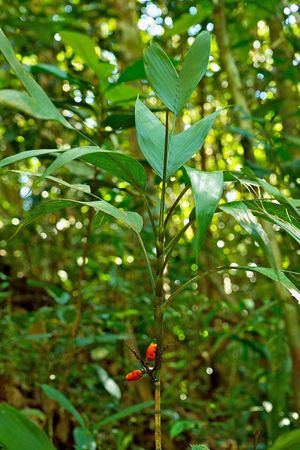 TÌNH YÊU CÂY CỎ ĐV 10  - Page 85 300px-Afpost-74-0-81101000-1369667786