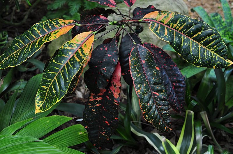 File:Chilipan-Randy.JPG
