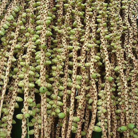 Oenocarpus distichus Palmpedia Palm Grower's Guide