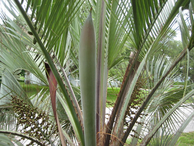 File:IMG 1722.JPG