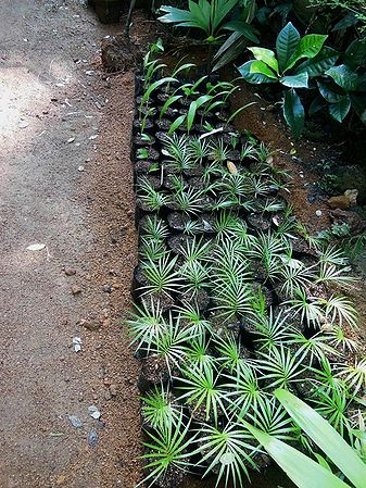 Rhopaloblaste augusta - Palmpedia - Palm Grower's Guide