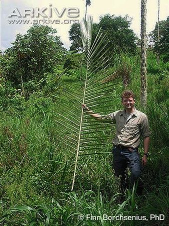 Ceroxylon amazonicum Palmpedia Palm Grower's Guide