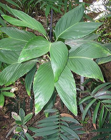 Chamaedorea ernesti-augusti - Palmpedia - Palm Grower’s Guide