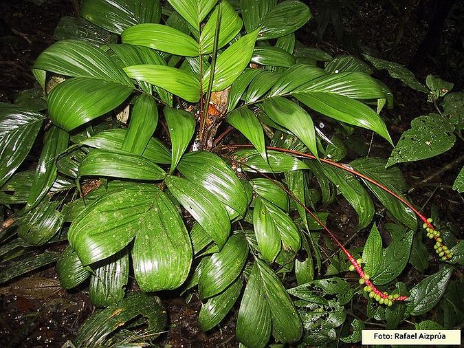 Calyptrogyne allenii - Palmpedia - Palm Grower's Guide