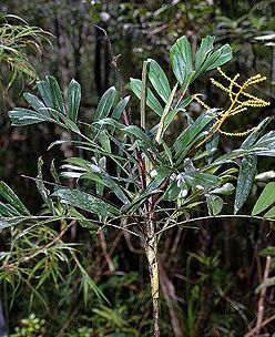 Dypsis-gronophyllum-growing-in-the-Vondrozo-area-of-south-east-Madagascar1.jpg