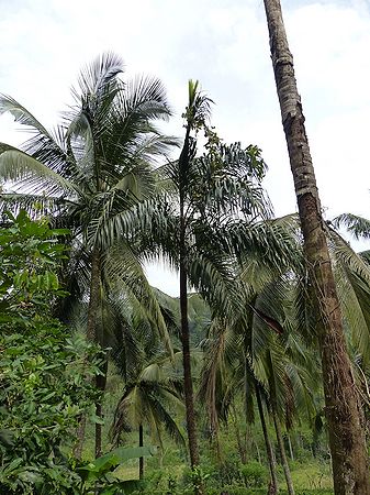 Oncosperma fasciculatum Palmpedia Palm Grower's Guide