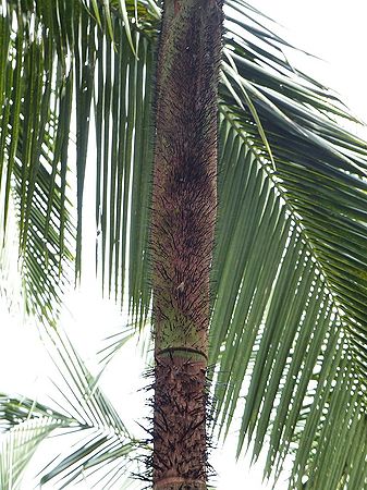 Oncosperma fasciculatum Palmpedia Palm Grower's Guide