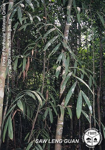 File:Calamus-tanakadatei---Habit.jpg