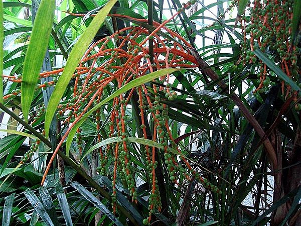 Chamaedorea hooperiana - Palmpedia - Palm Grower's Guide