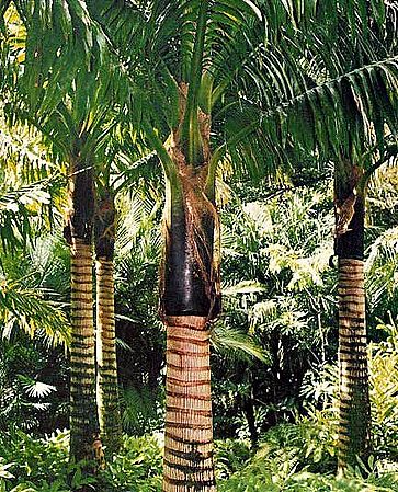 Neoveitchia storckii Palmpedia Palm Grower's Guide