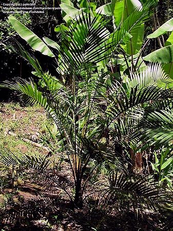 Rhopaloblaste singaporensis - Palmpedia - Palm Grower's Guide
