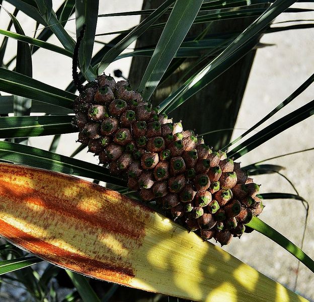 File:Allagoptera-arenaria-seashore-palm-1000432962-1408973075.jpg