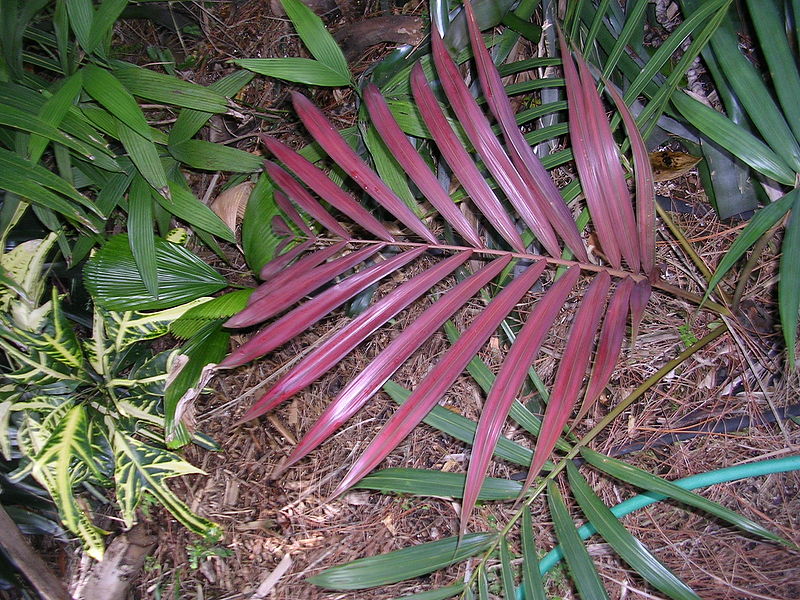 File:Act. Div..JPG