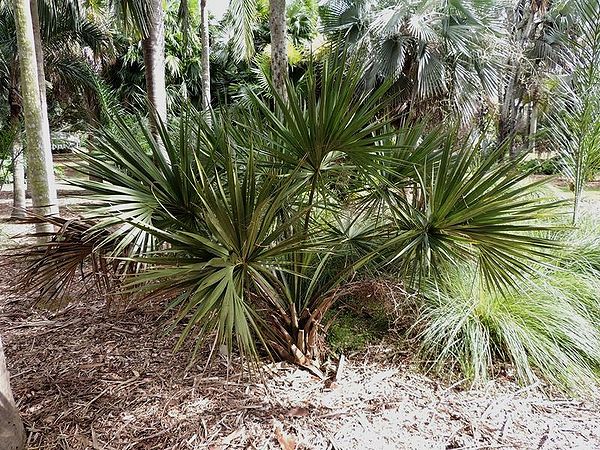 Sabal etonia Palmpedia Palm Grower's Guide