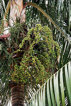 Rhopaloblaste ceramica - Palmpedia - Palm Grower's Guide