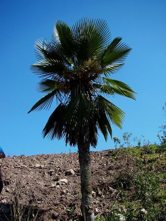 Trithrinax brasiliensis - Palmpedia - Palm Grower's Guide