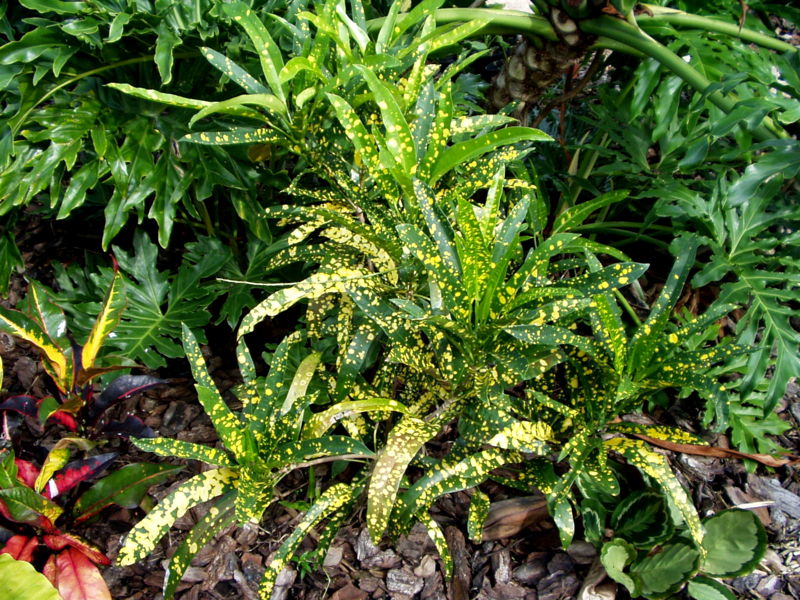 ELEANOR ROOSEVELT Palmpedia Palm Grower's Guide